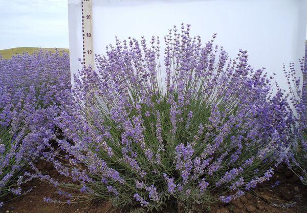 lavanda de hojas estrechas