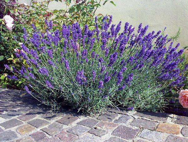 hidcote de lavanda