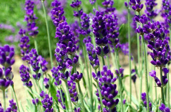 pasar raya lavender