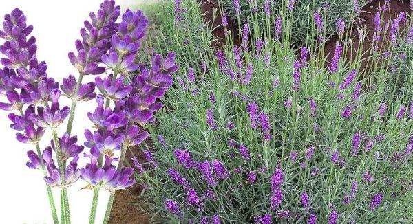 lavanda Munstead