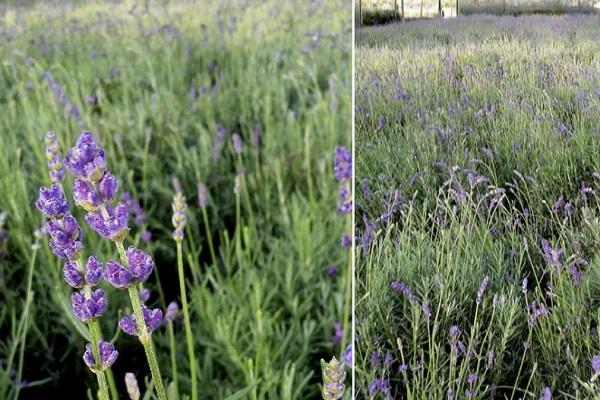 variedades de lavanda