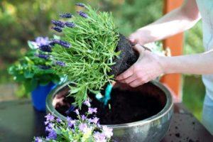 Plantar y cuidar lavanda en Siberia, reglas de cultivo y refugio para el invierno