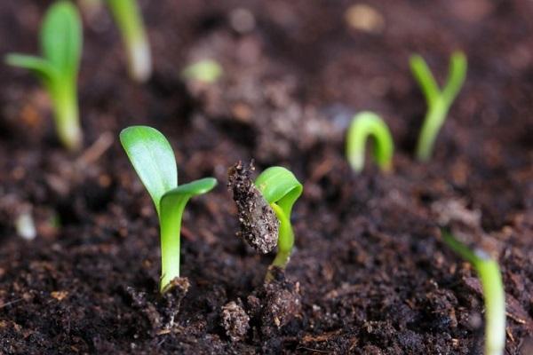 germinación de vegetación