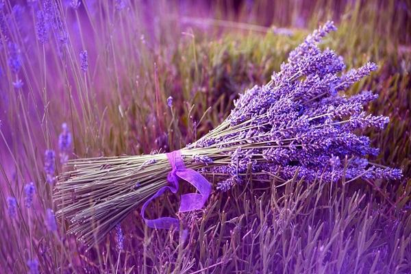 poda de lavanda