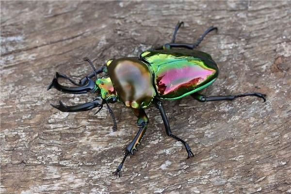 rainbow beetle