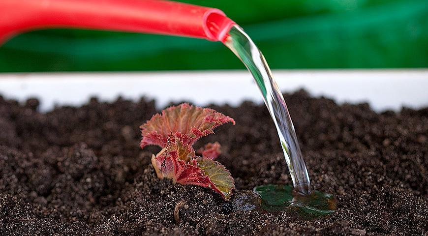 watering flowers