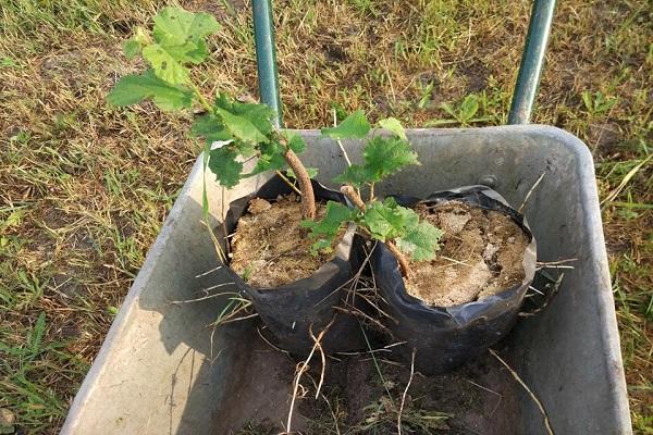 plants de noisettes