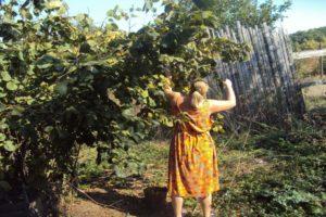 Planting, growing and caring for hazel in the Urals