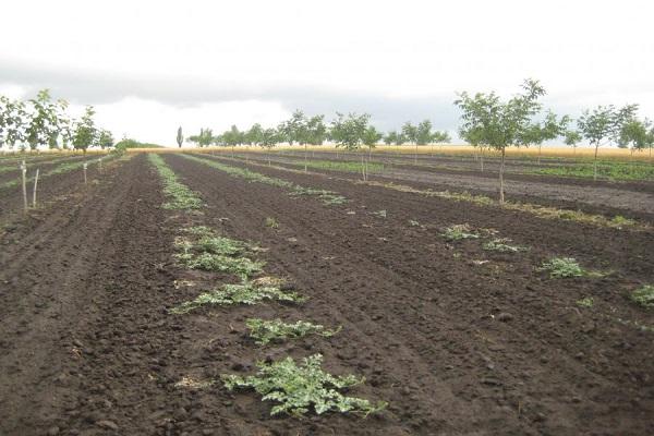 camas de plantas