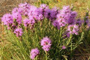 Cuándo y cómo podar liatris en preparación para el invierno, métodos de refugio.