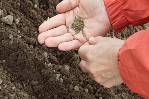 il est temps de planter