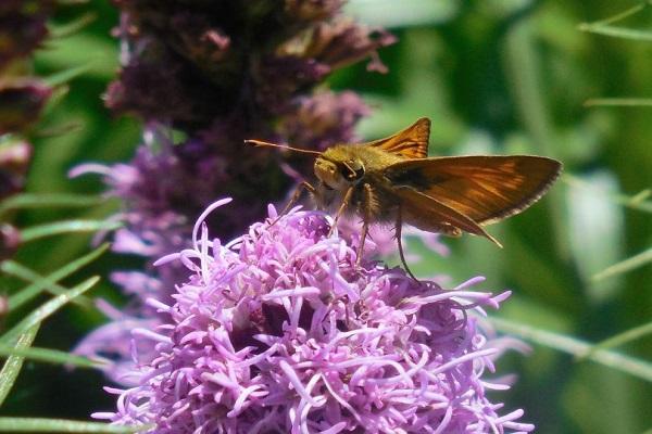 insecten op bloemen