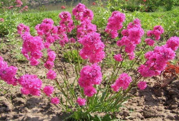 flores en el jardin