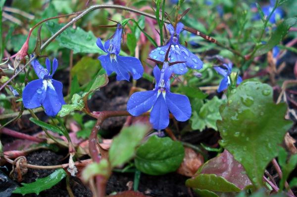 flores en el jardin