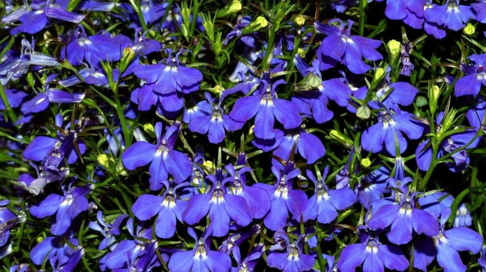 perennial lobelia