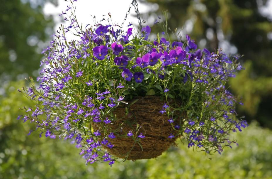 lobelia in a pot