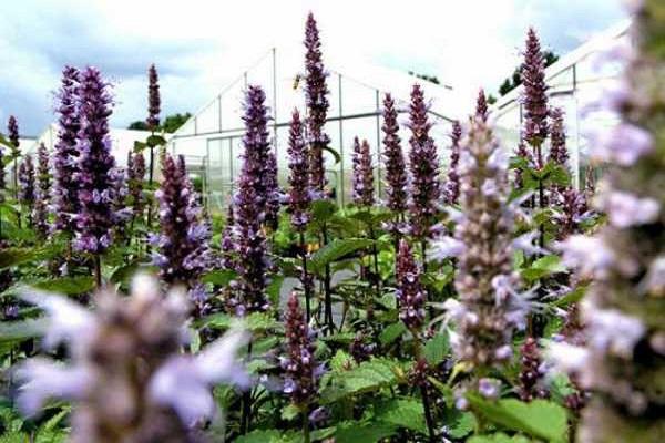 cultivation in greenhouses