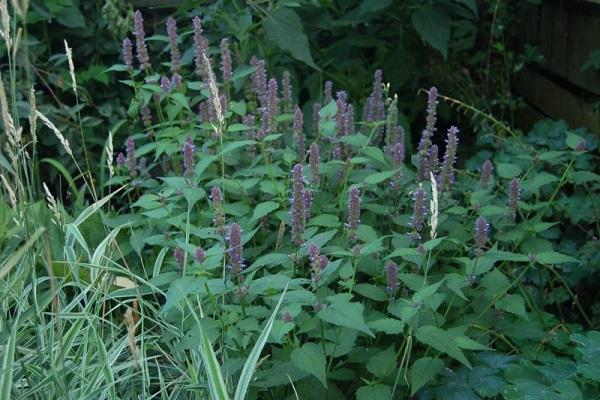 flowering stems