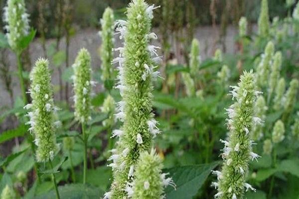 flores de arbustos