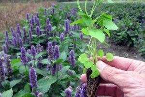 Useful properties of aniseed lofant, planting and care in the open field