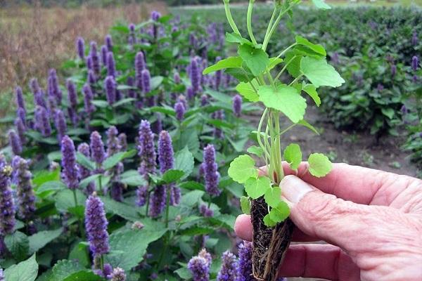 getting seedlings