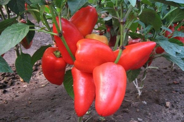 65 of the best and most popular peppers in 2020 with a description