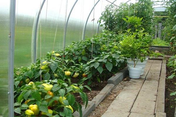 plant in greenhouses