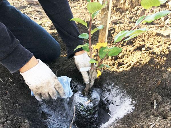 transplantacija cvijeta