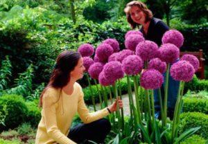 Tipos y variedades de cebollas Allium decorativas, plantación y cuidado en campo abierto.