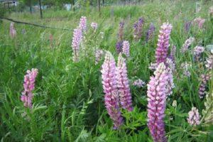 Značajke uzgoja lupine, kao siderata i kada ga je bolje sijati