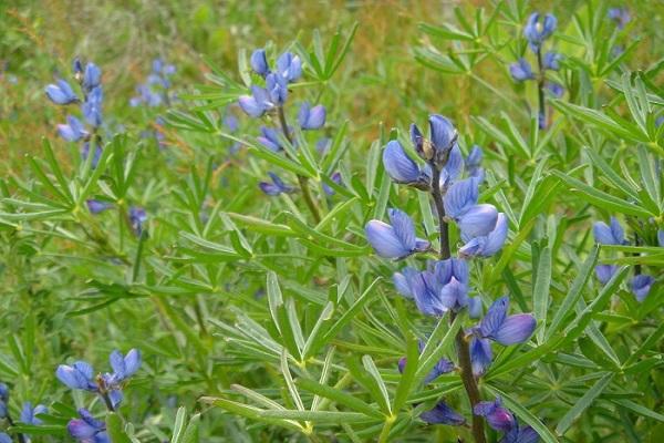 narrow-leaved Lupinus