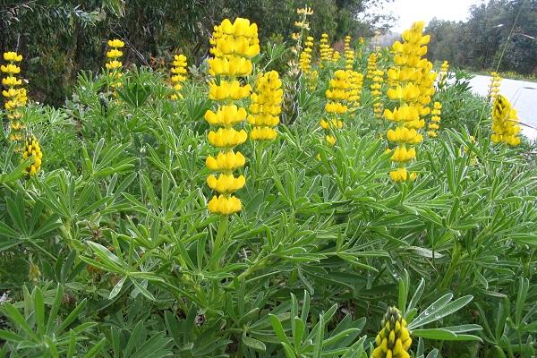 yellow lupine