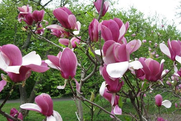 magnolias of Soulange