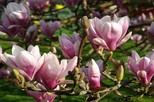 fleurir dans le jardin