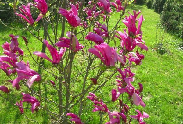 magnolia en croissance