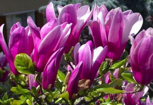 fleurs de magnolia