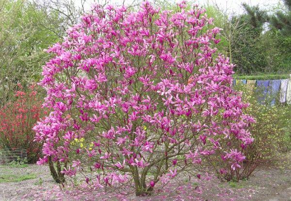 Magnolia en fleurs