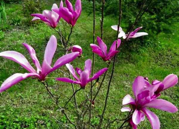 Magnolian lisääntyminen