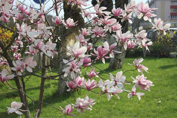 Magnolia dans le jardin