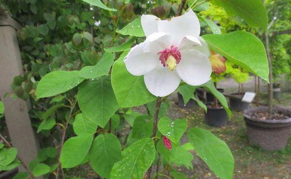 Magnolia de beauté