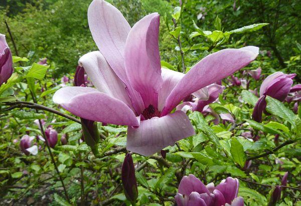 Magnolia lilja