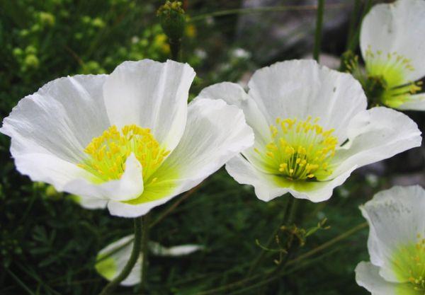 Alpine poppy