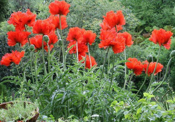 Oriental poppy