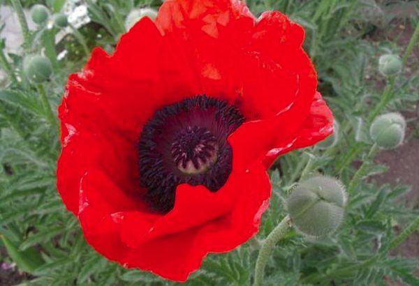 Red poppy