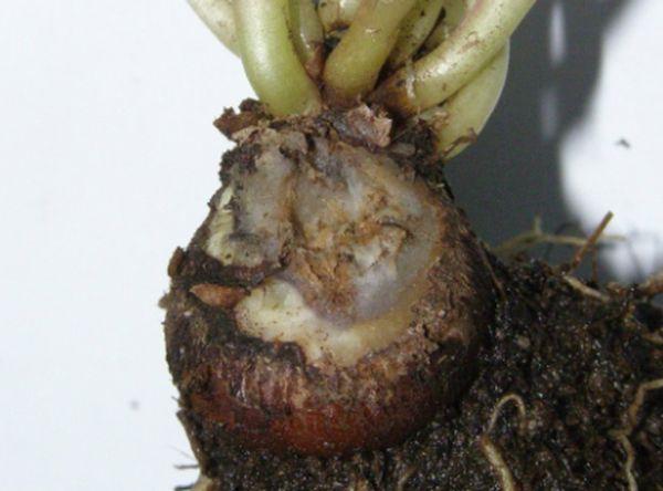 Root rot