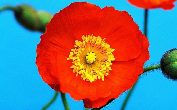 Poppy Icelandic