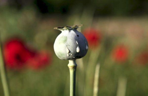 Poppy flower