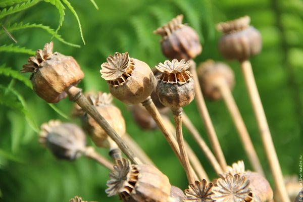 dried poppy