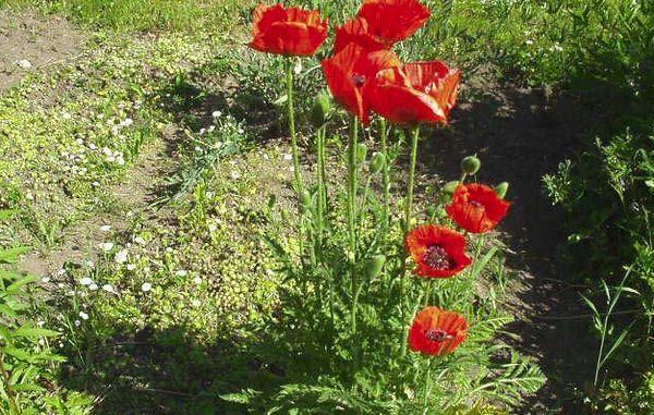 planting poppy