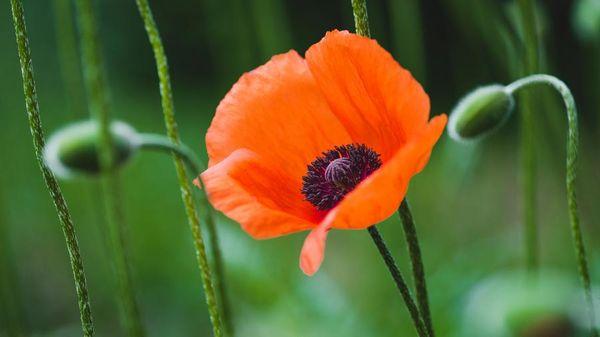 amapola en el campo